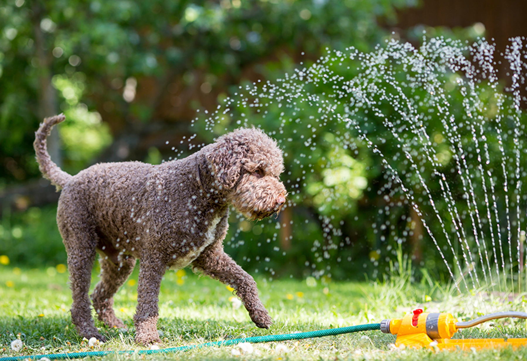 Hond met tuinslang in de zomer