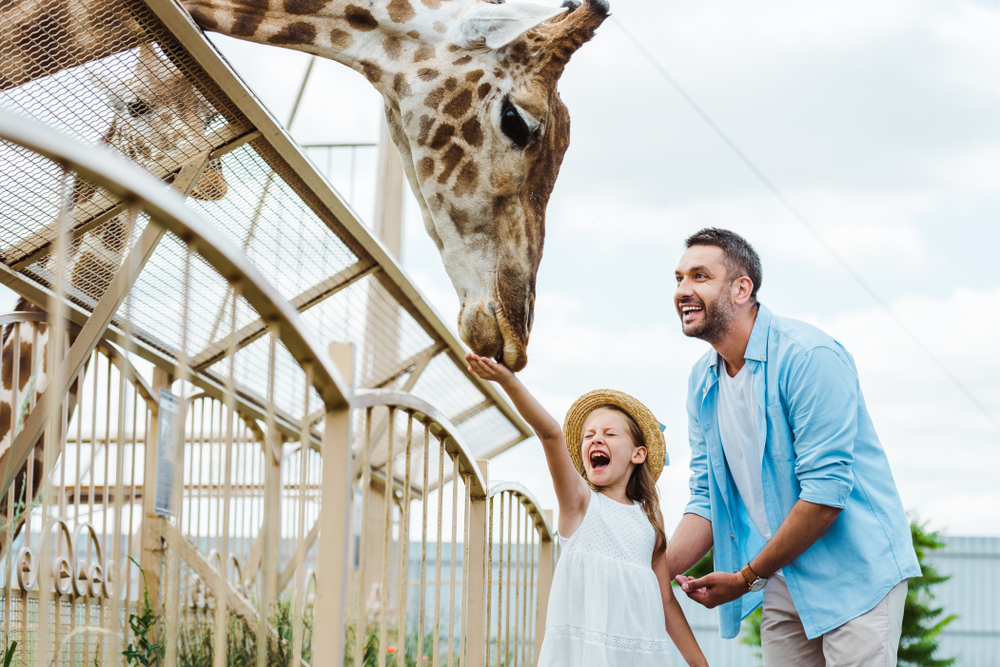 Vader met dochter bij giraffe