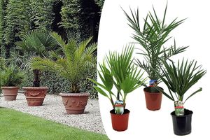 3 palmiers d'extérieur (50 - 70 cm)