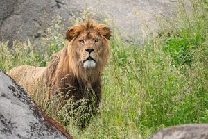 WILDLANDS Adventure Zoo Emmen voor 2 personen