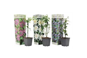 Set van 3 gemengde Passiflora-planten (15 - 35 cm)