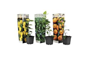 Set van 3 citrusboompjes (25 - 40 cm)