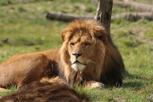 ZooParc Overloon tickets (2 p.)