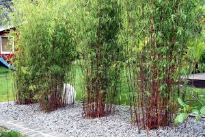 Set van 3 rode bamboestruiken (25 - 40 cm)